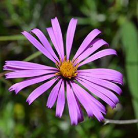 Allergies and Asthma Could be Related to Biodiversity Loss